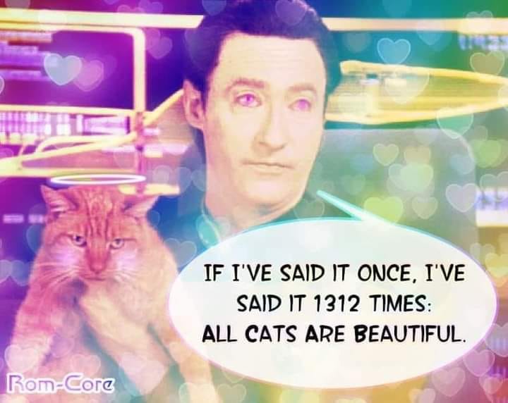 This meme features a photo of a man, likely a celebrity, with a serious expression. The text overlayed on the image reads: "I've said it once, I've said it a thousand times: all cats are beautiful." The meme is likely a humorous take on a quote or phrase that is often misattributed to a specific person, such as a famous actor or politician.
